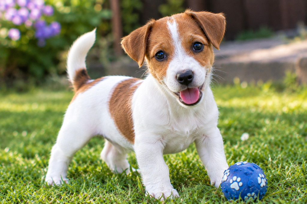 Jack Russell Puppy