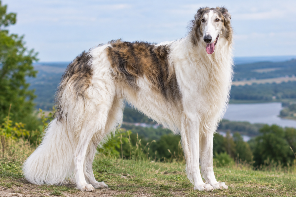 Russian Wolfhound