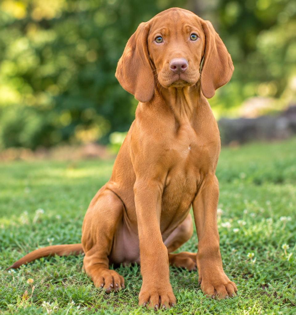 Vizsla Puppy